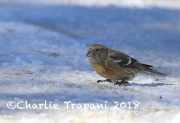 819A1989White-winged_Crossbill