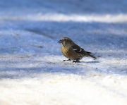 819A1991White-winged_Crossbill