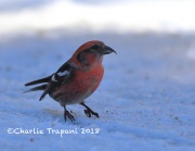 819A2009White-Winged_Crossbill
