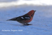 819A2012White-winged_Crossbill
