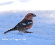 819A2015White-winged_Crossbill