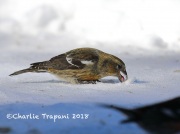 819A2020White-winged_Crossbill