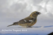 819A2021White-winged_Crossbill