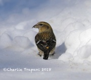 819A2029White-winged_Crossbill