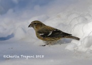 819A2035White-winged_Crossbill