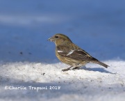819A2037White-winged_Crossbill