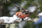 819A2050White-Winged_Crossbill