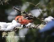 819A2053White-winged_Crossbill