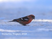 819A2059White-winged_Crossbill