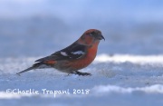 819A2061White-Winged_Crossbill