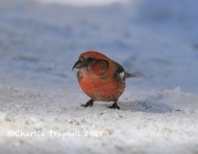 819A2068White-winged_Crossbill