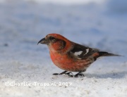 819A2074White-Winged_Crossbill_1