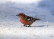 819A2074White-winged_Crossbill