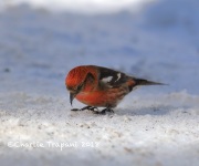 819A2075White-winged_Crossbill
