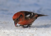 819A2076White-Winged_Crossbill