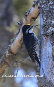 819A2086Male_Black-backed_Woodpecker