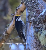 819A2089Male_Black-backed_Woodpecker