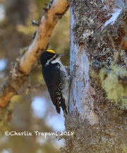 819A2099Male_Black-backed_Woodpecker
