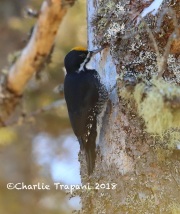 819A2107Male_Black-backed_Woodpecker