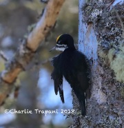 819A2131Male_Black-backed_Woodpecker