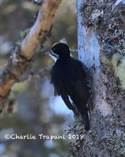 819A2151Male_Black-backed_Woodpecker