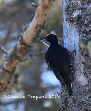 819A2155Male_Black-backed_Woodpecker