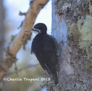 819A2177Male_Black-backed_Woodpecker