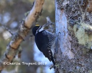 819A2199Male_Black-backed_Woodpecker