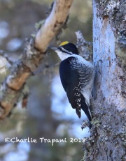 819A2205Male_Black-backed_Woodpecker