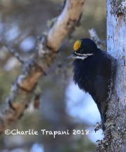 819A2223Male_Black-backed_Woodpecker