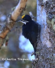 819A2227Male_Black-backed_Woodpecker