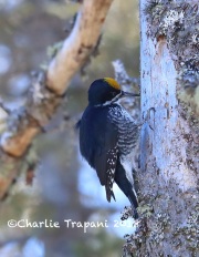 819A2231Male_Black-backed_Woodpecker