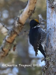 819A2232Black-back_Woodpecker