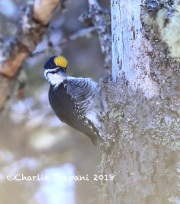 819A2295Male_Black-backed_Woodpecker