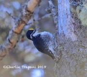 819A2297Male_Black-backed_Woodpecker