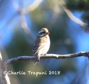 819A2376Purple_Finch