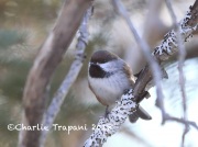 819A2393Boreal_Chickadee