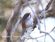 819A2394Boreal_Chickadee