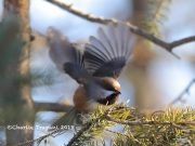 819A2417Boreal_Chickadee