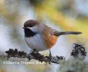 819A2421Boreal_Chickadee