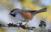 819A2422Boreal_Chickadee