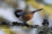 819A2423Boreal_Chickadee