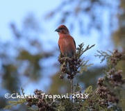 819A2450Red_Crossbill_Adirondacks