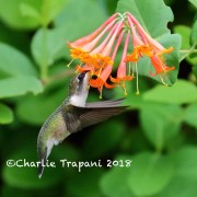 0J6A7872Ruby-Throated_Hummingbird