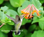 0J6A7886Ruby-throated_Hummingbird