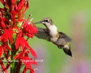 0J6A7926Ruby-Throated_Hummingbird