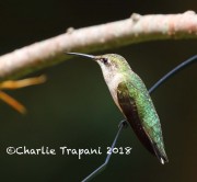 0J6A7960Ruby-throated_Hummingbird