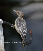 0J6A7973Immature_Red-bellied_Woodpecker