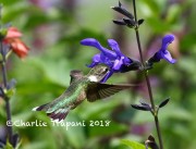 0J6A7993Ruby-Throated_Hummingbird