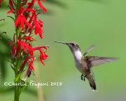 0J6A8017Ruby-throated_Hummingbird